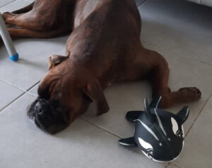 Wally l'orque, Coolpets