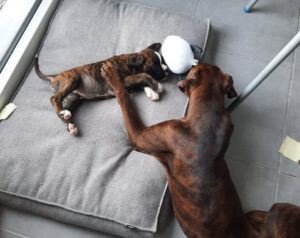 Wally l'orque, Coolpets – Image 2